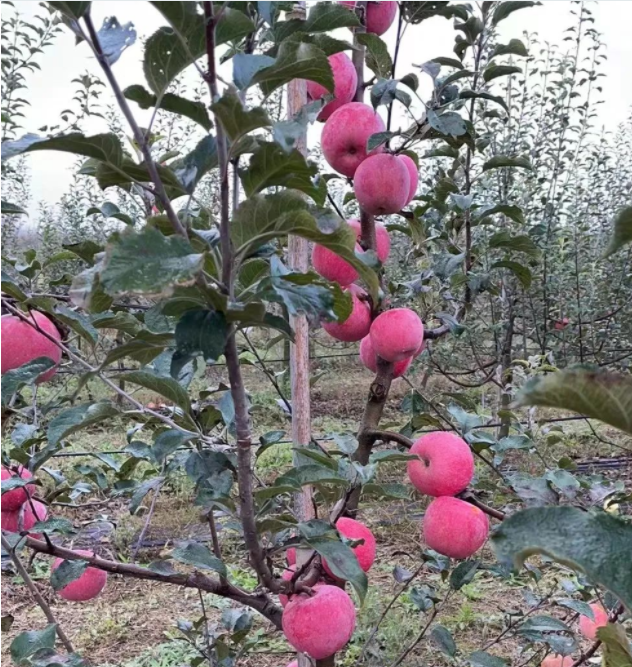 ΢ͼƬ_20221101163203.png